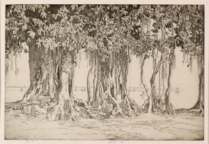 De Banyanboom