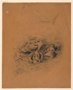 Vogels