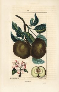 Appelboom, Malus domestica, met tak, blad, vrucht, bloesem en rijpe vrucht in doorsnede met zaden. Handgekleurde stipple kopergravure door Lambert Junior naar een tekening van Ernestine Panckoucke uit Chaumeton, Poiret en Chamberet