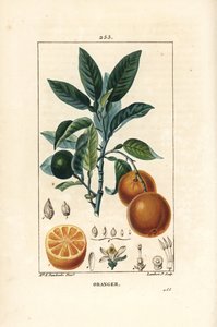 Bigaradier, sinaasappel, Citrus aurantium, met tak, blad, bloesem, rijpe en onrijpe vrucht, en doorsnede van de vrucht door Ernestine Panckoucke