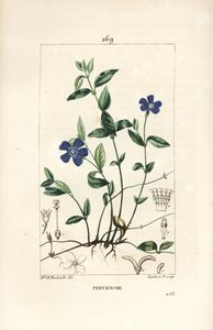 Kleine maagdenpalm, Vinca minor, met bloem, blad, stengel, wortel en zaad
