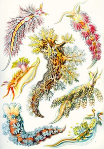 Een verzameling Nudibranchia uit 