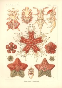 Asteridea - Zeester, Pl.40 uit 