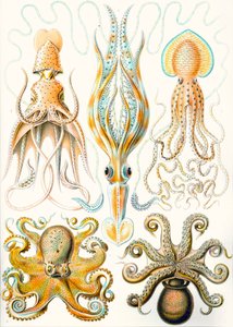 Voorbeelden van verschillende Cephalopoden 