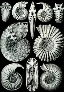Illustratie van Ammonitida uit "Kunstformen der Natur" 1904 door Ernst (after) Haeckel