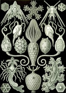 Illustratie van Amphoridea uit "Kunstformen der Natur" 1904