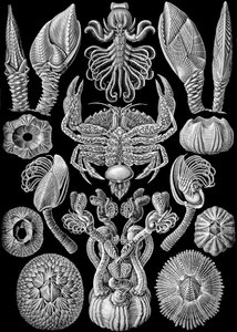 Illustratie van Cirripedia uit "Kunstformen der Natur" 1904 door Ernst (after) Haeckel