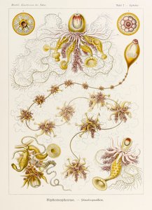 Epibulia Siphonophorae, plaat 7 uit 