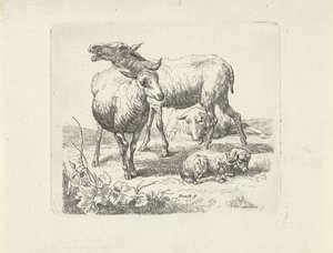 Drie schapen en een lammetje in een weide