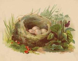 Vogelnest door Ethel C. Nisbet