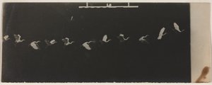 Chronofotografie van een Vliegende Reiger door Etienne Jules Marey