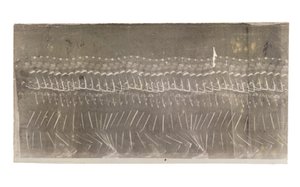 Man die loopt, 1882 door Etienne Jules Marey