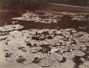 Waterlelies door Eugène Atget