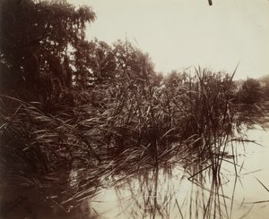 Riet, Plessis-Piquet-vijver door Eugène Atget