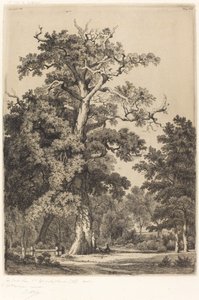 Oude eik in het Bois de Boulogne