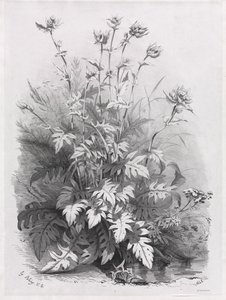 Groepen van verschillende planten getekend naar de natuur: Nr. 7