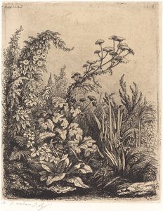 De kleine berle met haagwinde, gepubliceerd 1849 door Eugene Bléry