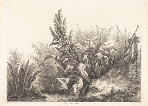 Geduld van water, studie van een patience-dock door Eugene Bléry