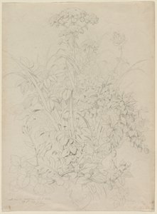 Plantstudie
