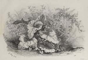 Plantstudie uit Groep van Diverse Planten Getekend en Gelithografeerd naar de Natuur (Groupes de Plantes variées dessinées sur Nature et lithographiées...) door Eugene Bléry