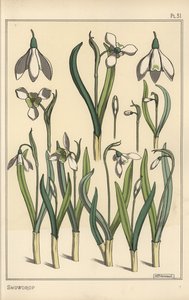 Botanische illustratie van een sneeuwklokje, Galanthus nivalis door Eugene Grasset