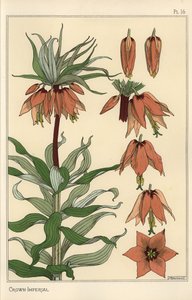 Botanische illustratie van de keizerskroon, Fritillaria imperialis