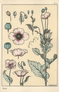 Botanische illustratie van de papaver, met bloemonderdelen, opiumpeul