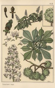 Kastanjeboom botanische studie