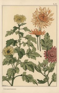 Chrysant botanische studie door Eugene Grasset
