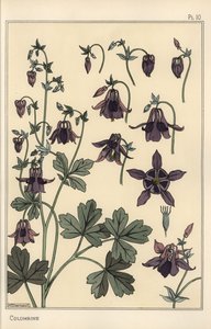 Akelei, Aquilegia vulgaris, bloemonderdelen