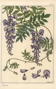 Glycine botanische studie