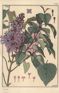 Botanische studie van sering