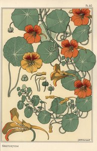 Nasturtium botanische studie