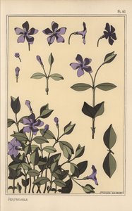 Maagdenpalm botanische studie door Eugene Grasset