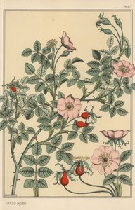 Wilde roos botanische studie