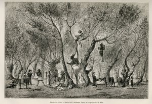 De olijvenoogst in de regio Amphissa, tekening door E. Guillaume, ter illustratie van het verhaal van Henri Belle: Reis in Griekenland. door Eugene Guillaume