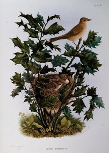 Tuinfluiter (Sylvia hortensis), gravure door Oscar Dressler, uit Natuurlijke Geschiedenis van Vogels die Nestelen in Lombardije, door Eugenio Bettoni (1845-1898), Italië