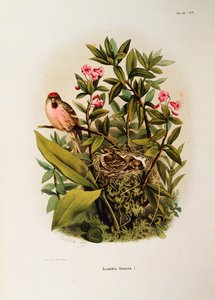 Illustratie uit Eugenio Bettoni