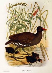 Illustratie uit Eugenio Bettoni