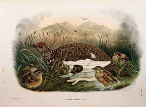 Illustratie uit Eugenio Bettoni