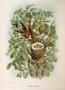 Illustratie uit Eugenio Bettoni