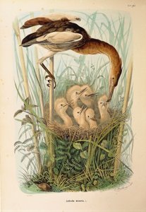 Illustratie uit Eugenio Bettoni