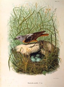 Illustratie uit Eugenio Bettoni