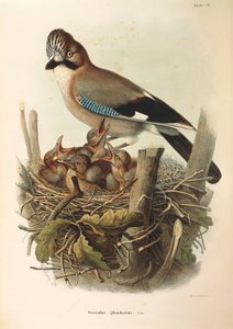 Illustratie uit Eugenio Bettoni