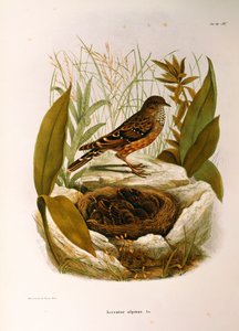 Illustratie uit Eugenio Bettoni