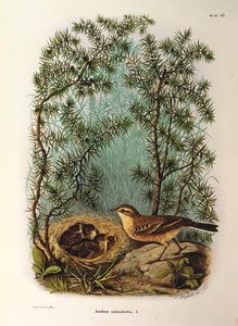 Illustratie uit Eugenio Bettoni