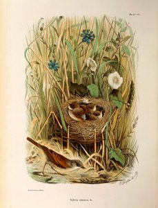 Illustratie uit Eugenio Bettoni