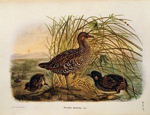Illustratie uit Eugenio Bettoni