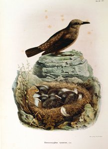 Illustratie uit Eugenio Bettoni