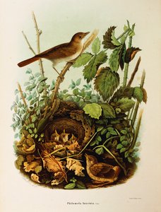 Illustratie uit Eugenio Bettoni